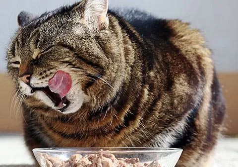 Cat eating food